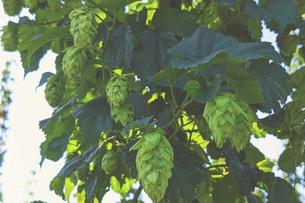 Green hop cones hanging from a bine among large leaves.