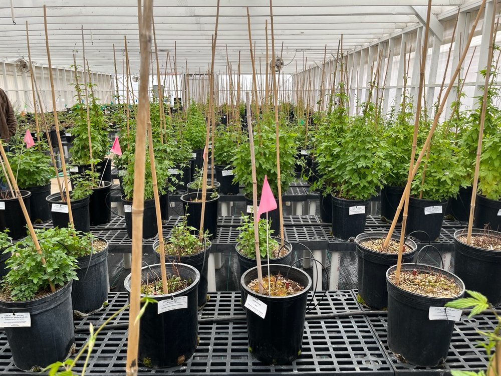 Rows of potted plants with bamboo stakes and pink identification flags inside a greenhouse.