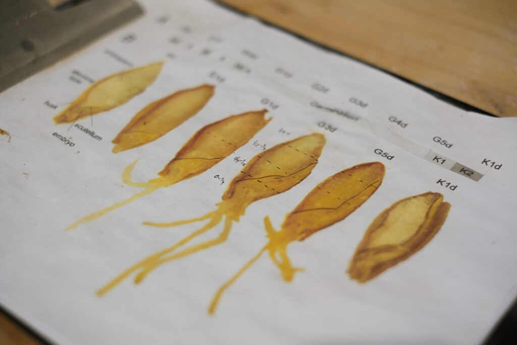 A scientific diagram showing the germination stages of a seed, labeled from G1d to K1d, with corresponding illustrations of a sprouting seed.