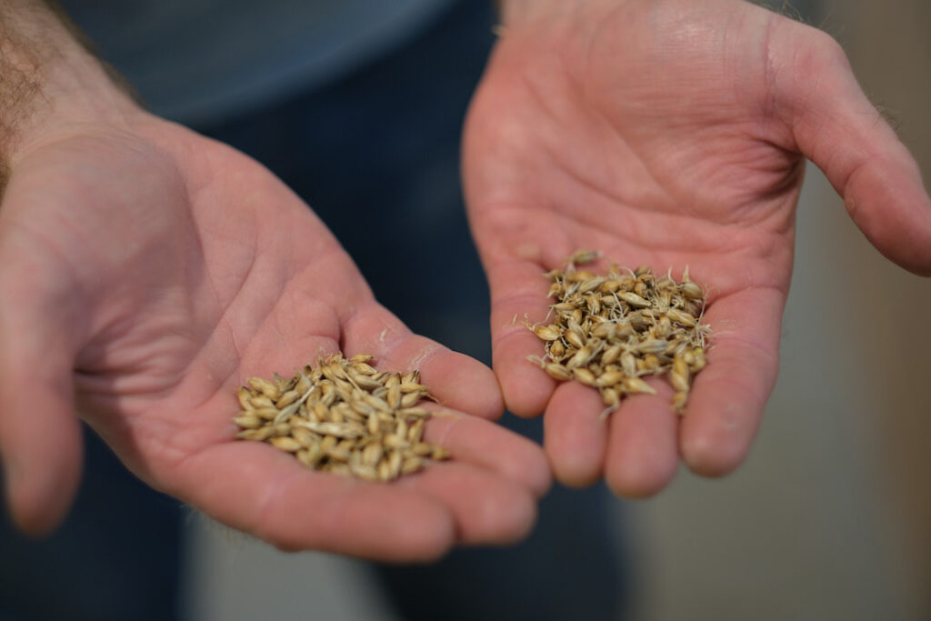 Two cupped hands holding small piles of sprouted grain seeds.