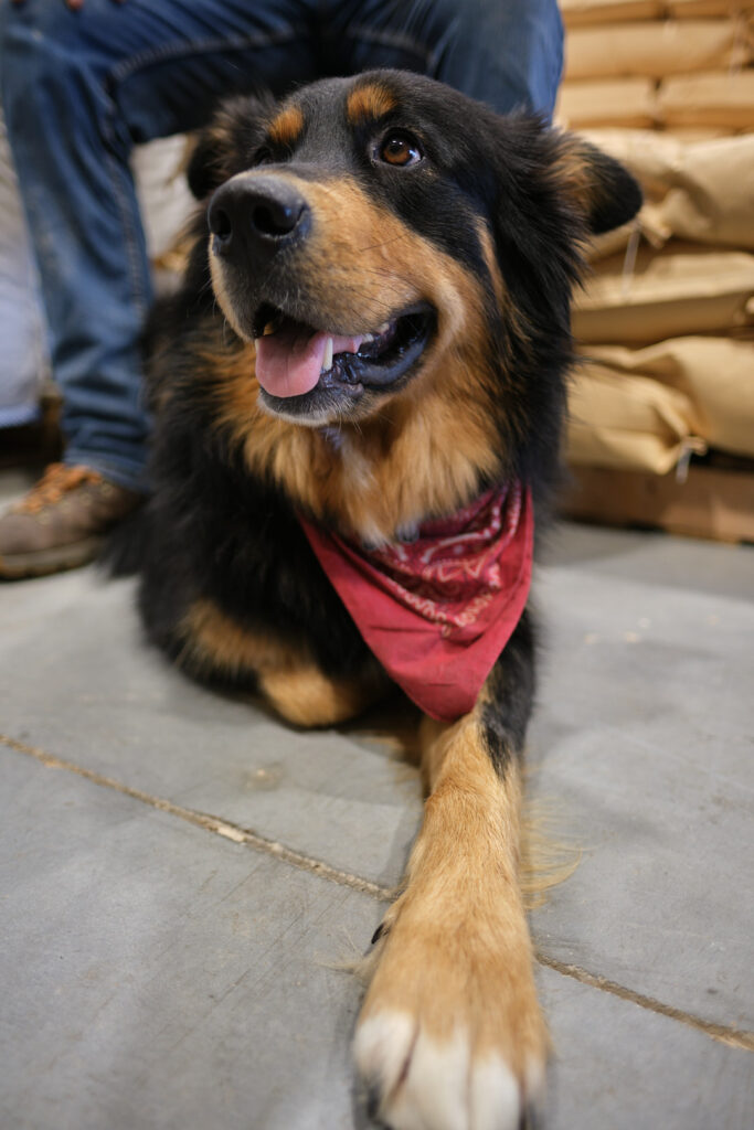 A black and tan dog wearing a red bandana lies on a concrete floor.