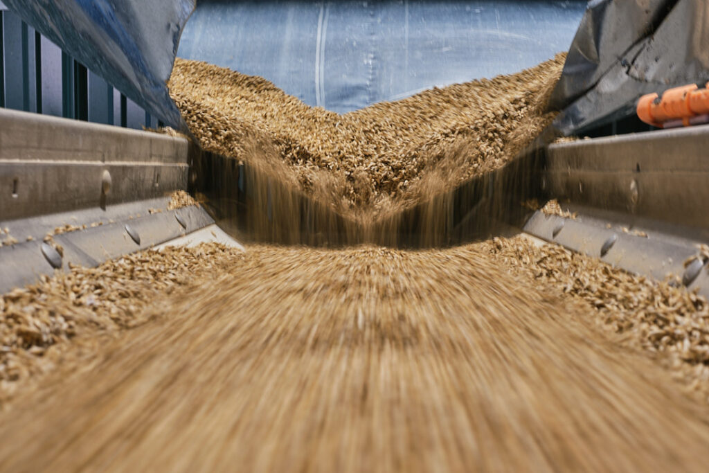 Grain pours down from a chute onto a moving industrial conveyor belt.