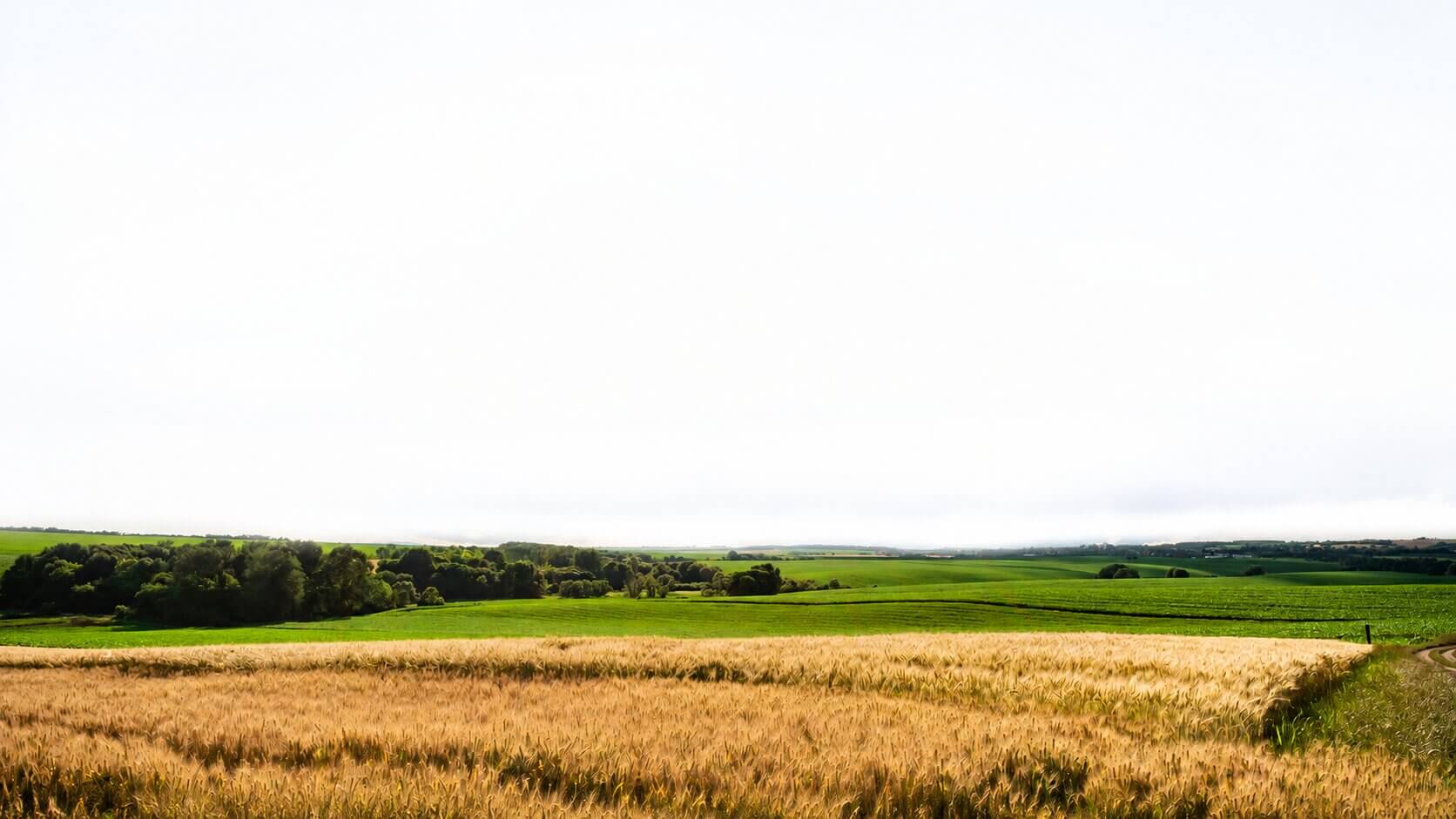A golden grain field in the foreground, with rolling green hills and a treeline in the distance under a bright, overcast sky.