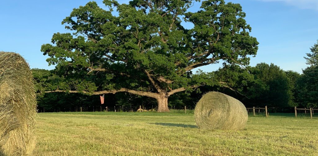 Two hay bales sit in a grassy field in front of a large, mature oak tree with an American flag hanging from a branch.